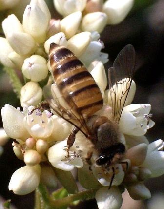 Eastern honeybee